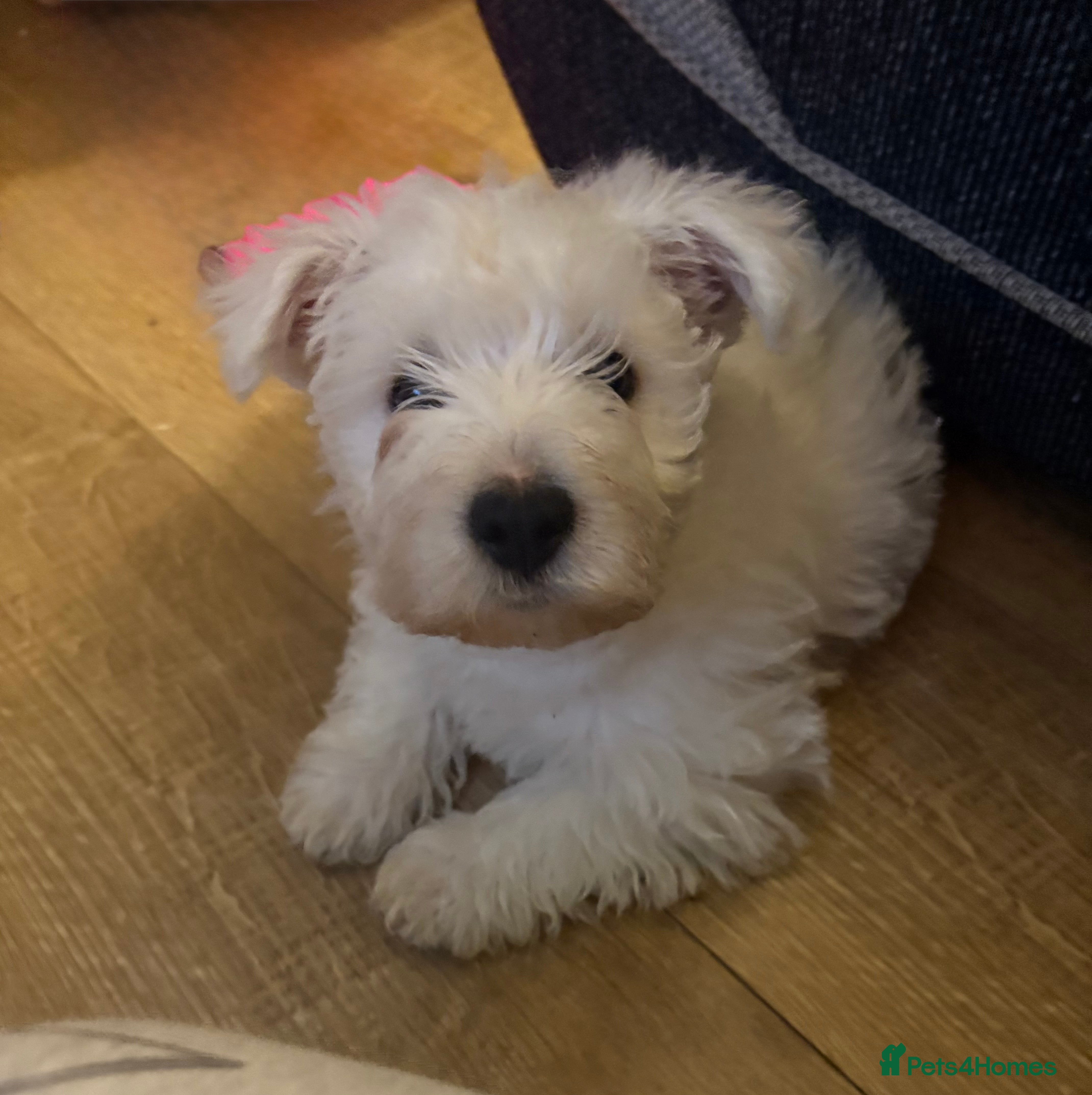 Mixed Breed dogs West highland terrier x Bichon Frise pups for sale - Advert 8
