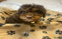 Cockapoo dogs for sale: Gorgeous litter of F1b cockapoos - Advert 5