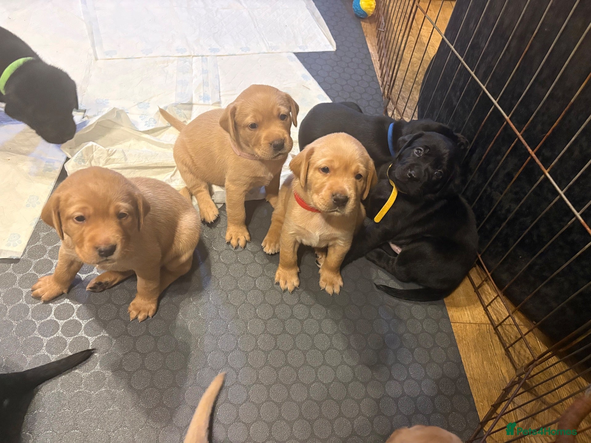 Labrador Retriever dogs Beautiful Black and golden Labrador puppies - Advert 1