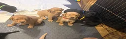 Labrador Retriever dogs for sale: Beautiful Black and golden Labrador puppies - Advert 1