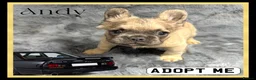 French Bulldog dogs for sale: KC Registered EXCELLENT BLOODLINE HEALTH TESTED - Advert 5
