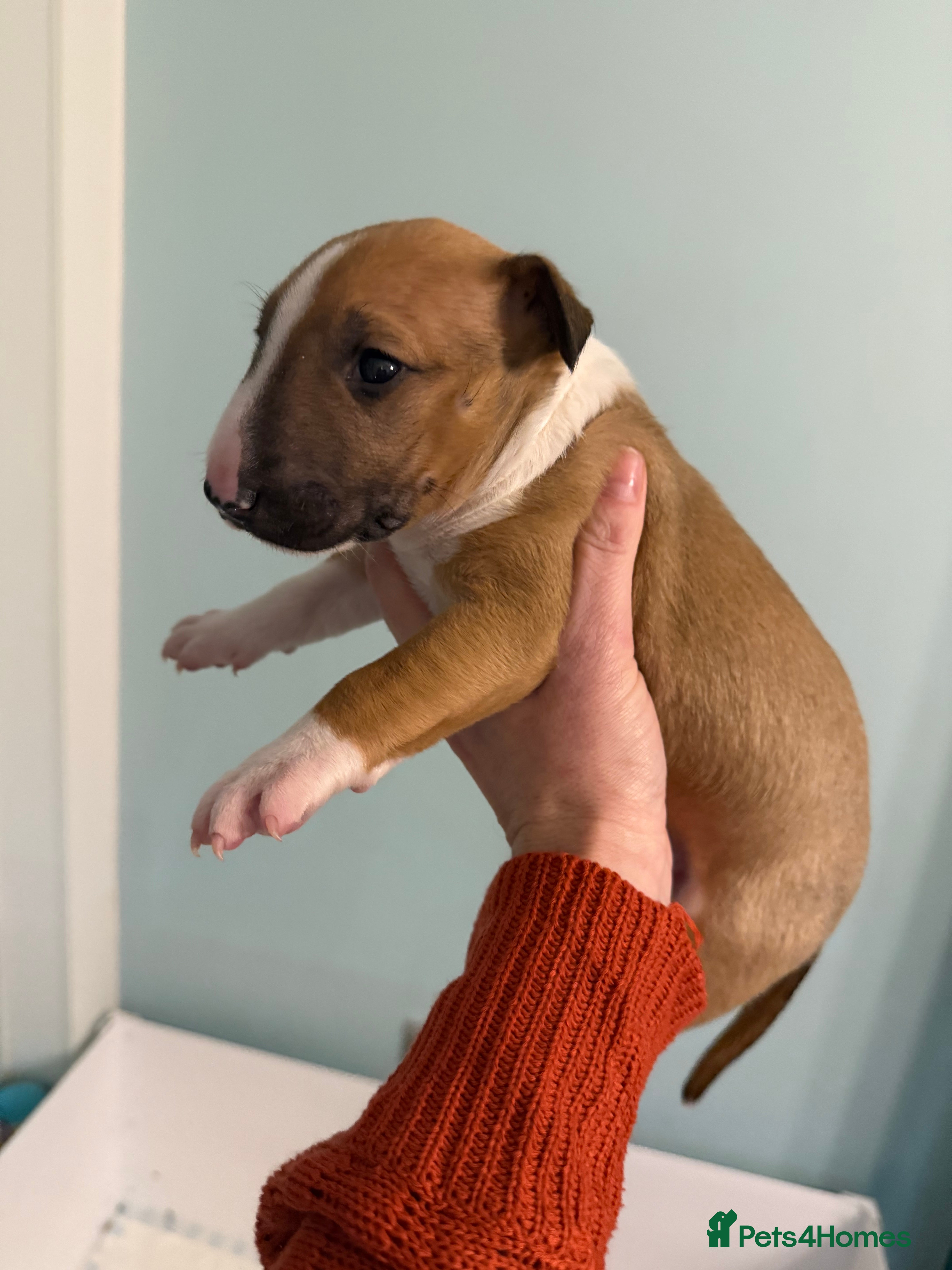English Bull Terrier dogs KC English Bull Terrier puppies available  - Advert 1