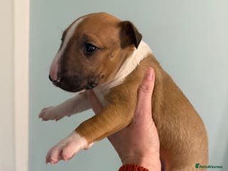 English Bull Terrier dogs KC English Bull Terrier puppies available - Advert 3