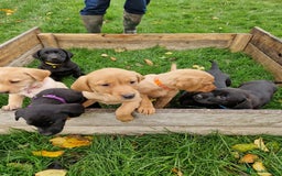 Labrador Retriever dogs for sale: Black and Gold Labrador Pups - Image 2