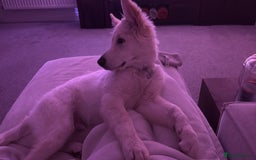 German Shepherd dogs for sale: White German shepherd pup  - Image 2