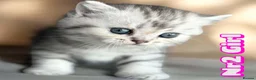 Scottish Fold cats for sale: 4 Pedigree Scottish Fold/Straight Kittens - Advert 17