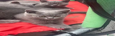 British Shorthair 4