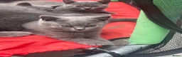 British Shorthair cats for sale: GCCF pedigree British shorthaired blues  - Advert 3