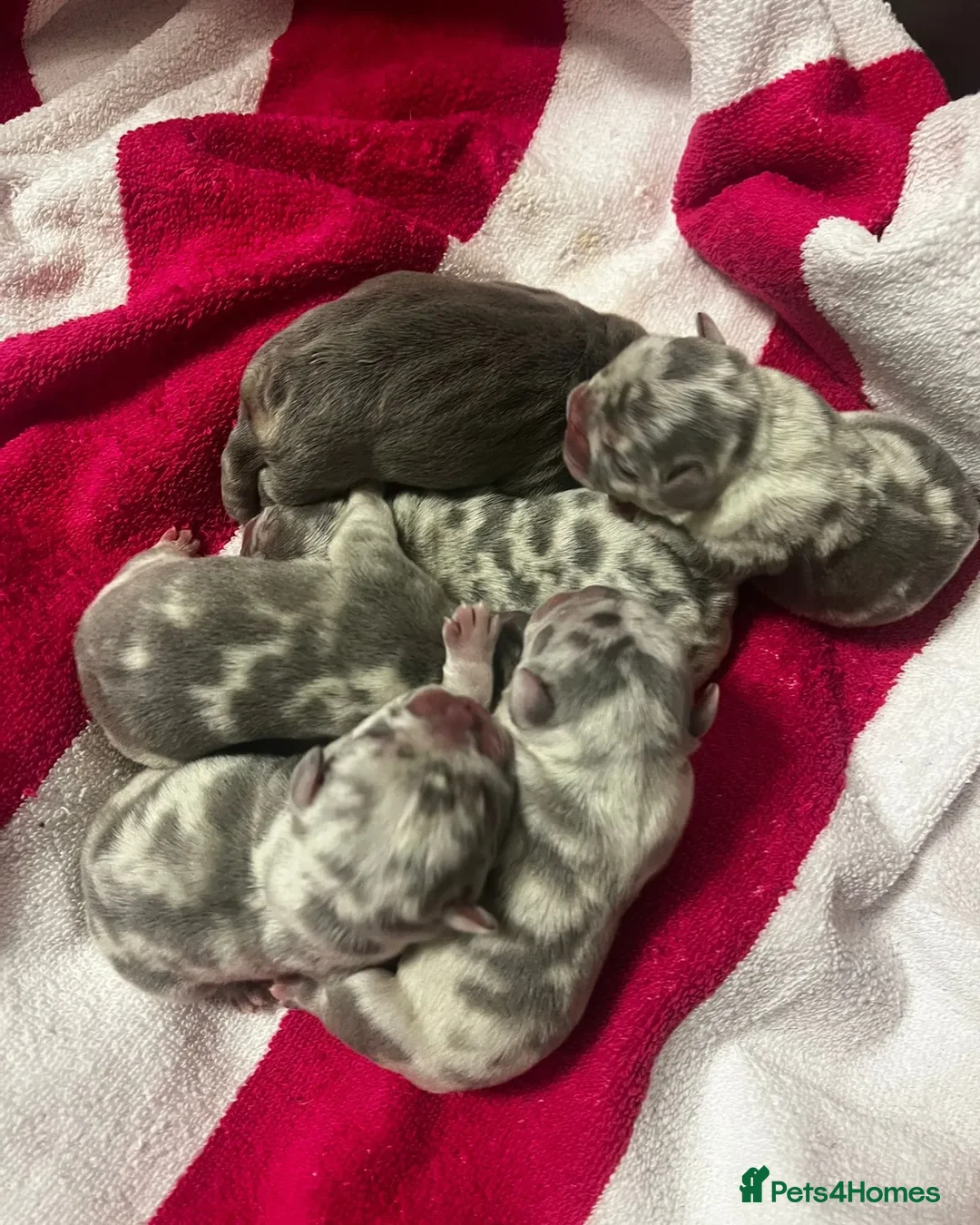 French Bulldog dogs for stud: ** RogueRoyales Zeus ** Fully Suited Lilac Merle  in Wolverhampton - Advert 21