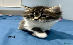 Mixed Breed cats for sale: 4 fluffy girls - Image 18