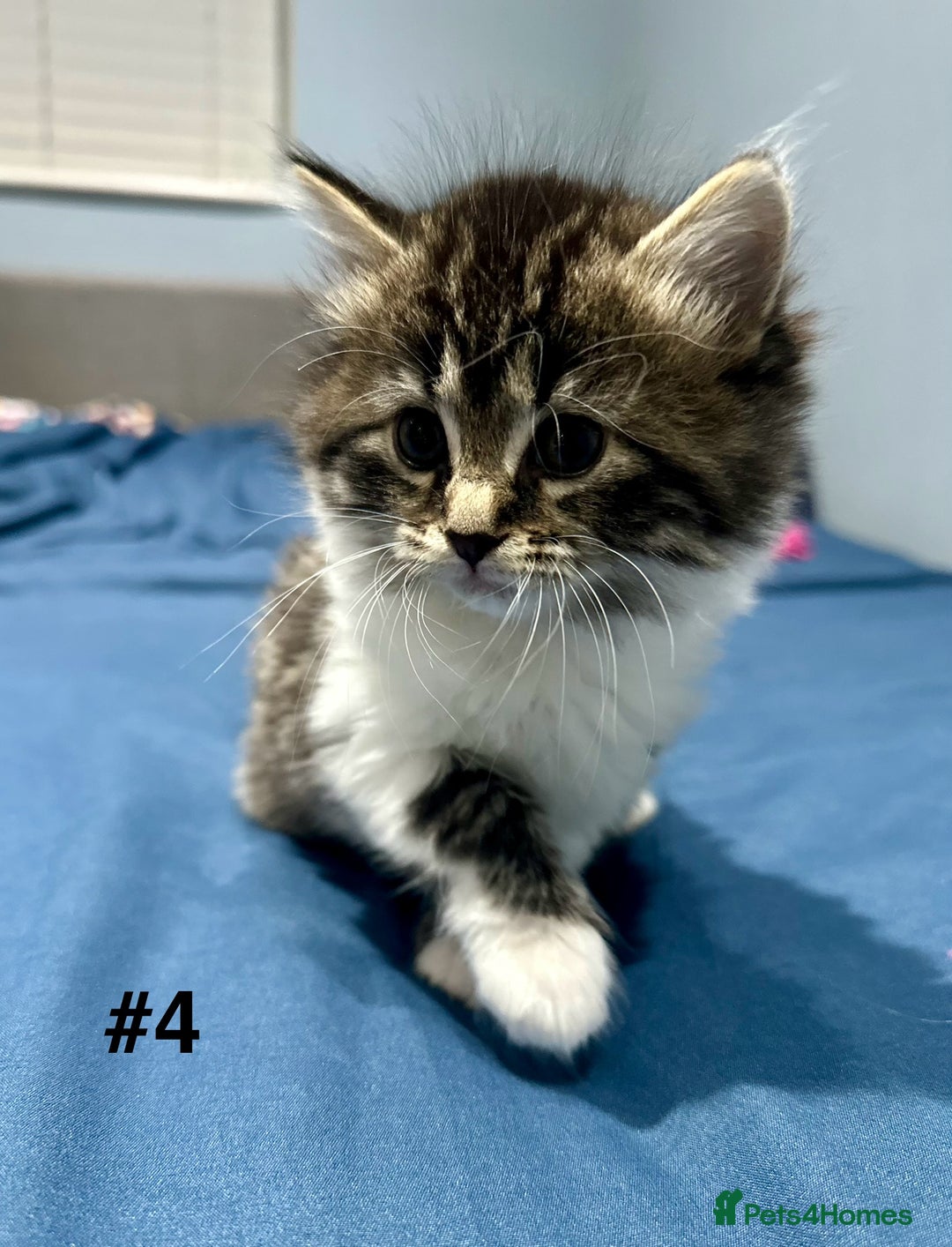 Mixed Breed cats for sale: 4 fluffy girls - Image 18
