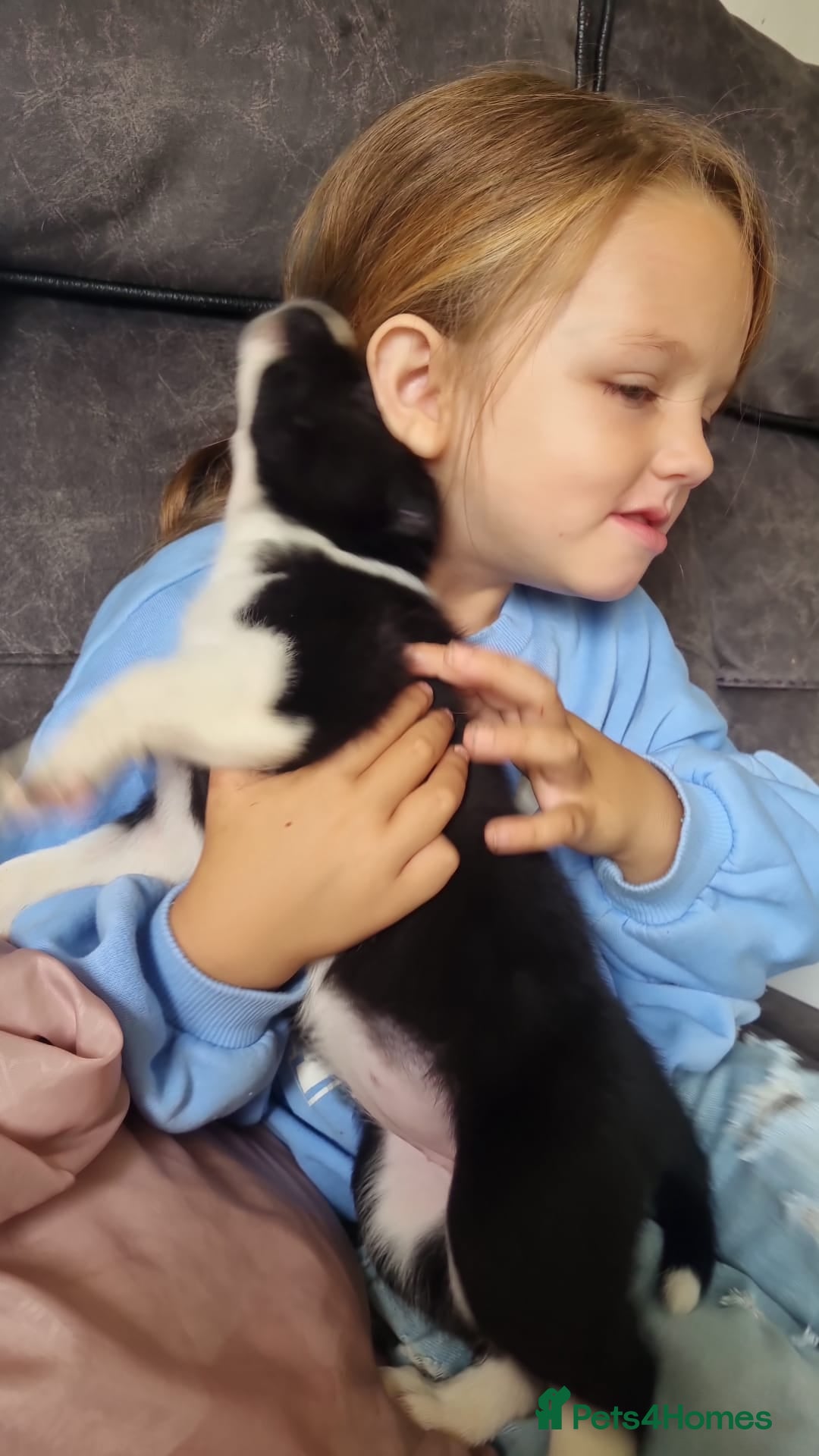 Border Collie dogs for sale: Border collie puppies  - Image 8