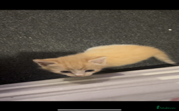 Domestic Shorthair cats for sale: 4 beautiful kittens looking for homes 🏡🥰 - Image 2