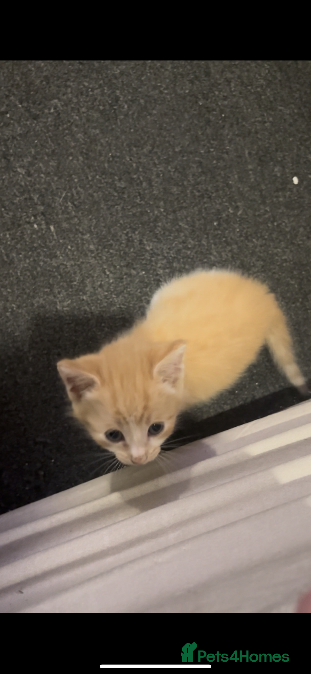 Domestic Shorthair cats for sale: 4 beautiful kittens looking for homes 🏡🥰 - Image 2