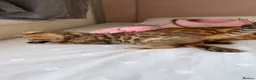 Bengal cats for sale: Beautiful Bengal Kittens🤎 in London - Advert 11