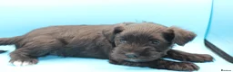 Miniature Schnauzer dogs for sale: 🌟 Exceptional KC Miniature Schnauzer Puppies 🌟 - Advert 8