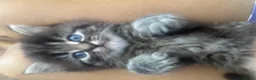 Persian cats for sale: 3 beautiful persian kittens - Advert 10
