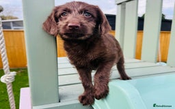 Labradoodle dogs for sale: Chocolate Merle Labradoodle Babies 🐾🐾🐾 - Advert 7