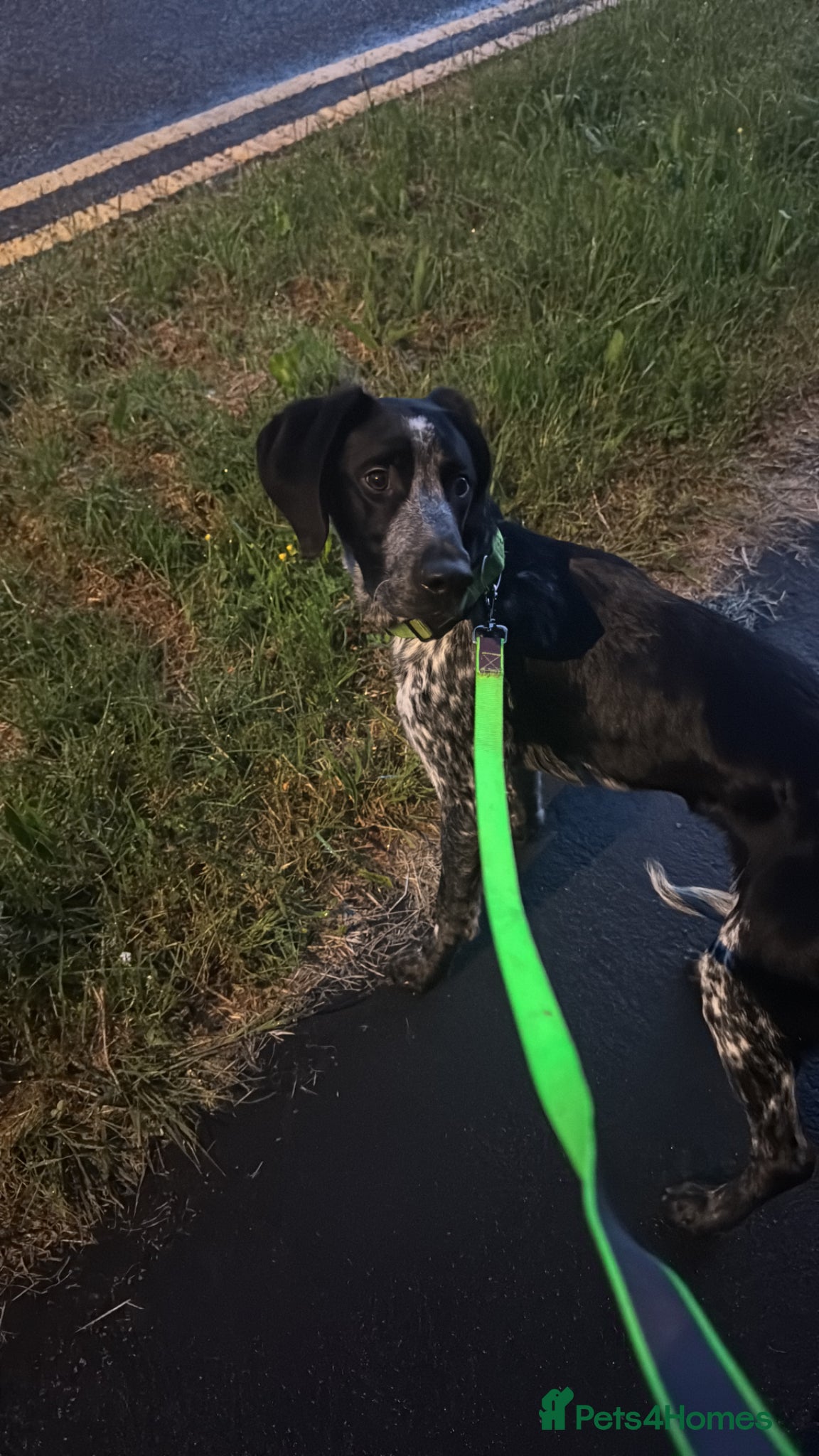 Pointer dogs for sale: Maxx needs a forever home - Advert 1