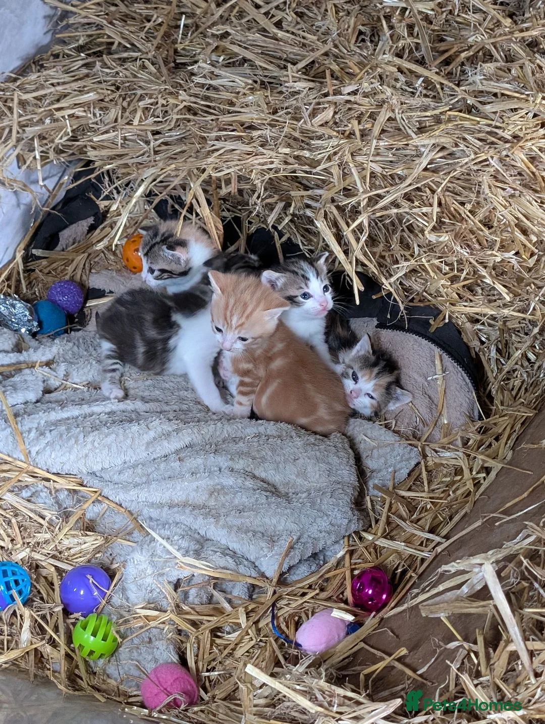 Mixed Breed cats for sale: 4x Beautiful kittens - Advert 2