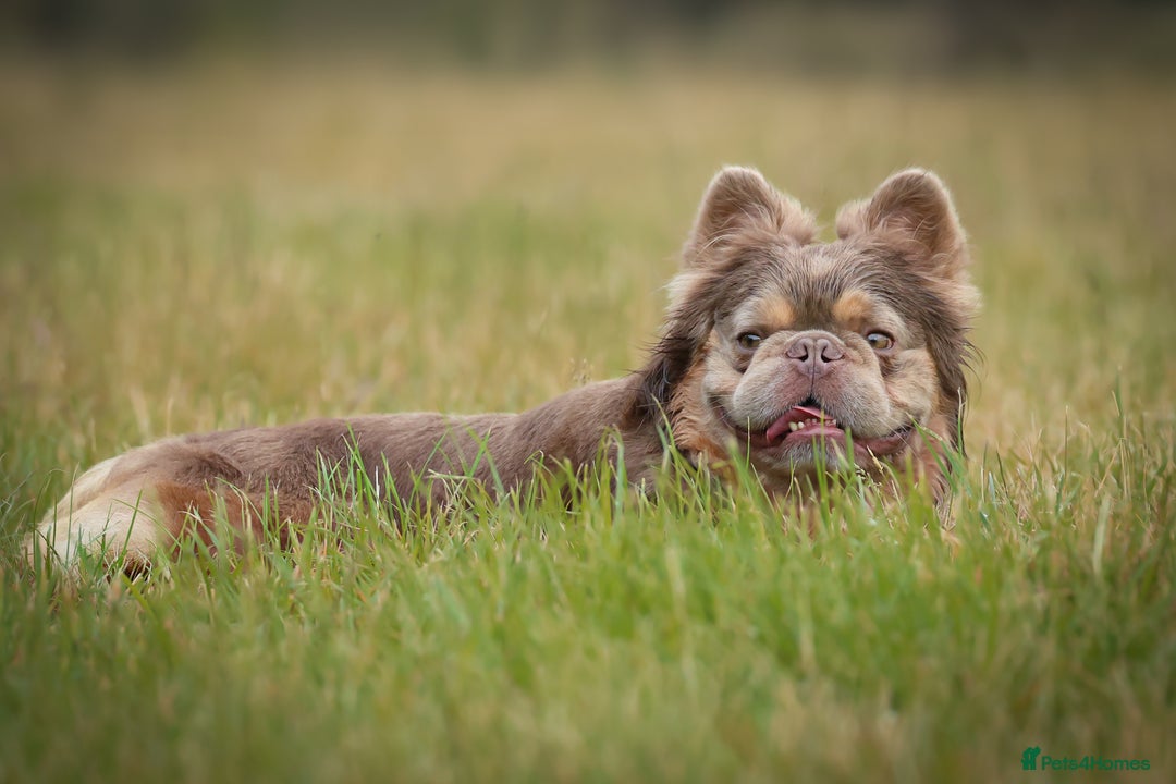 French Bulldog dogs for stud: NEWSHADE ISABELLA FLUFFY STUD - Image 8