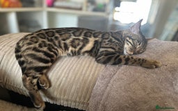 Bengal cats for sale: Intensively socialised bengal kittens - lap cats! in Scunthorpe - Image 9