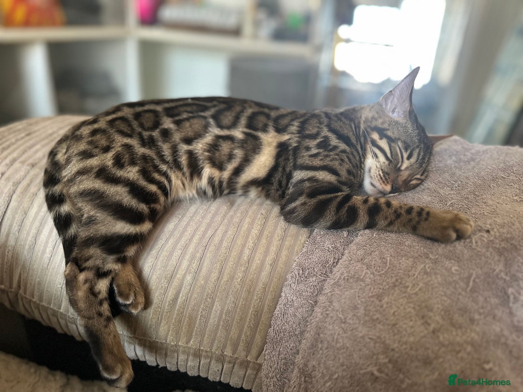 Bengal cats for sale: Intensively socialised bengal kittens - lap cats! in Scunthorpe - Image 9