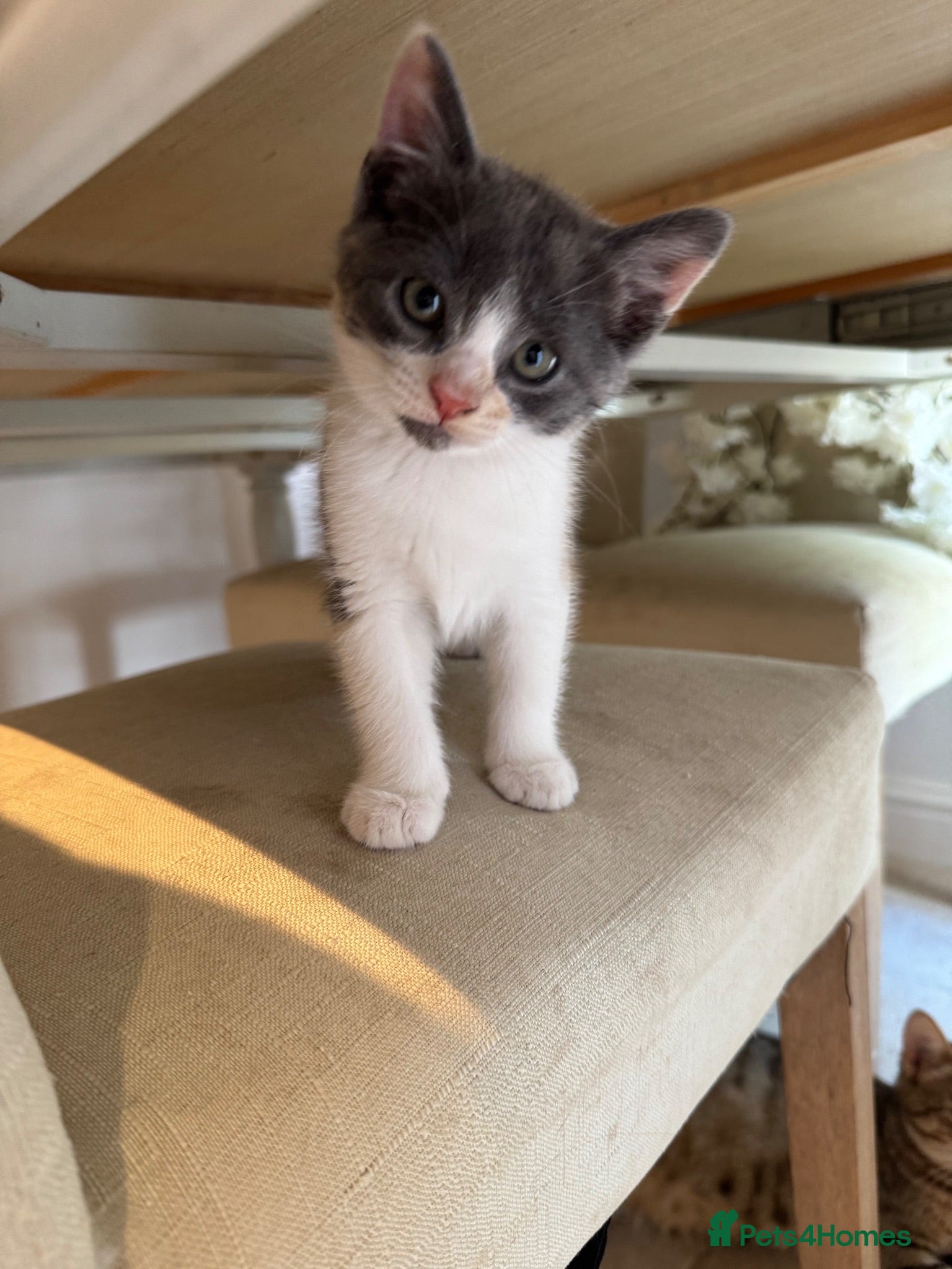 Mixed Breed cats Beautiful Calico and bicolour Kittens!! - Advert 2