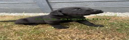 Labrador Retriever dogs for sale: Stunning Labrador Puppies  - Advert 13