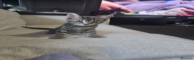 Maine Coon 2