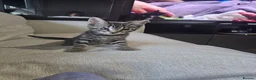 Maine Coon cats for sale: MAINE COON 1 boy & 2 girls.UNUSUAL & STUNNING&  - Advert 3