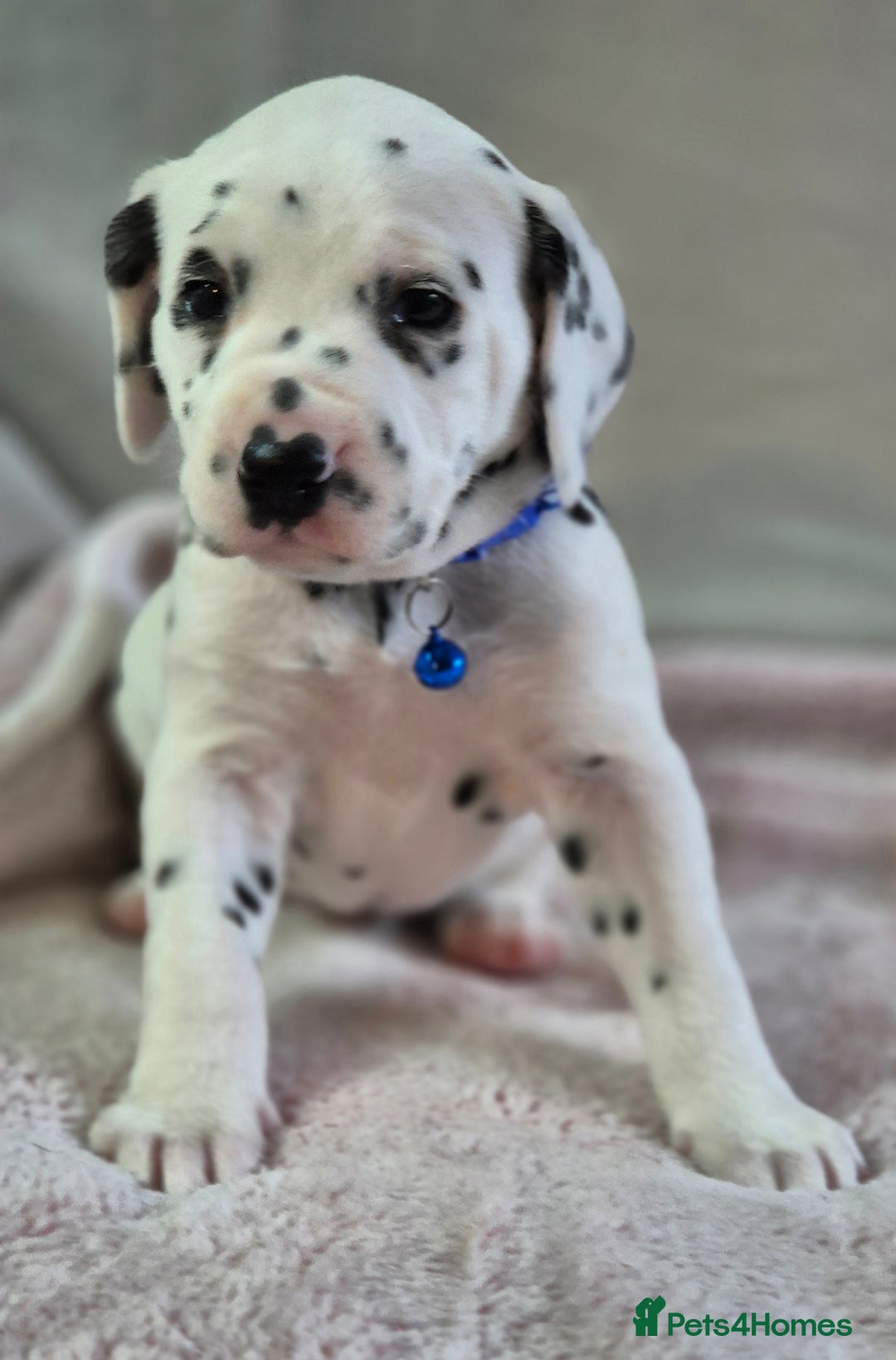 Dalmatian dogs for sale: Beautiful KC Reg LUA Dalmatian Pups - Advert 2
