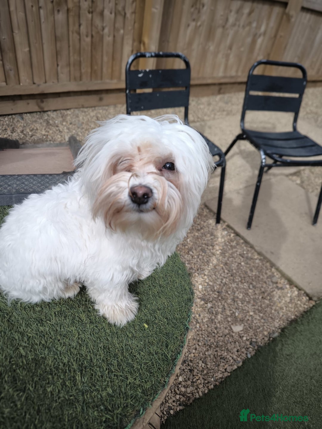 Bichon Frise dogs for sale: Two small Bichon Frise ready for their new home - Image 9