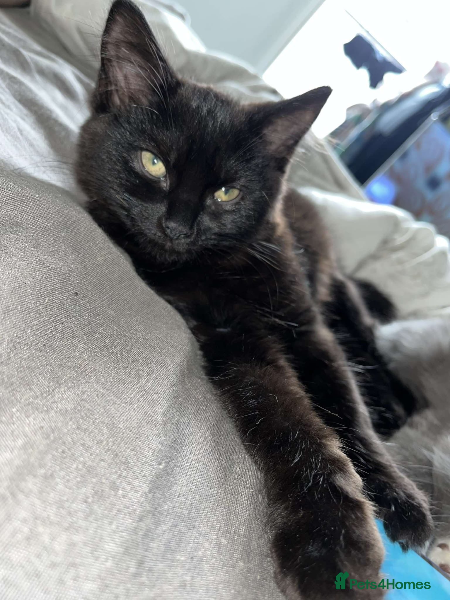 Mixed Breed cats Pudding&coco - Advert 8