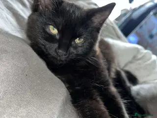 Mixed Breed cats Pudding&coco - Advert 8