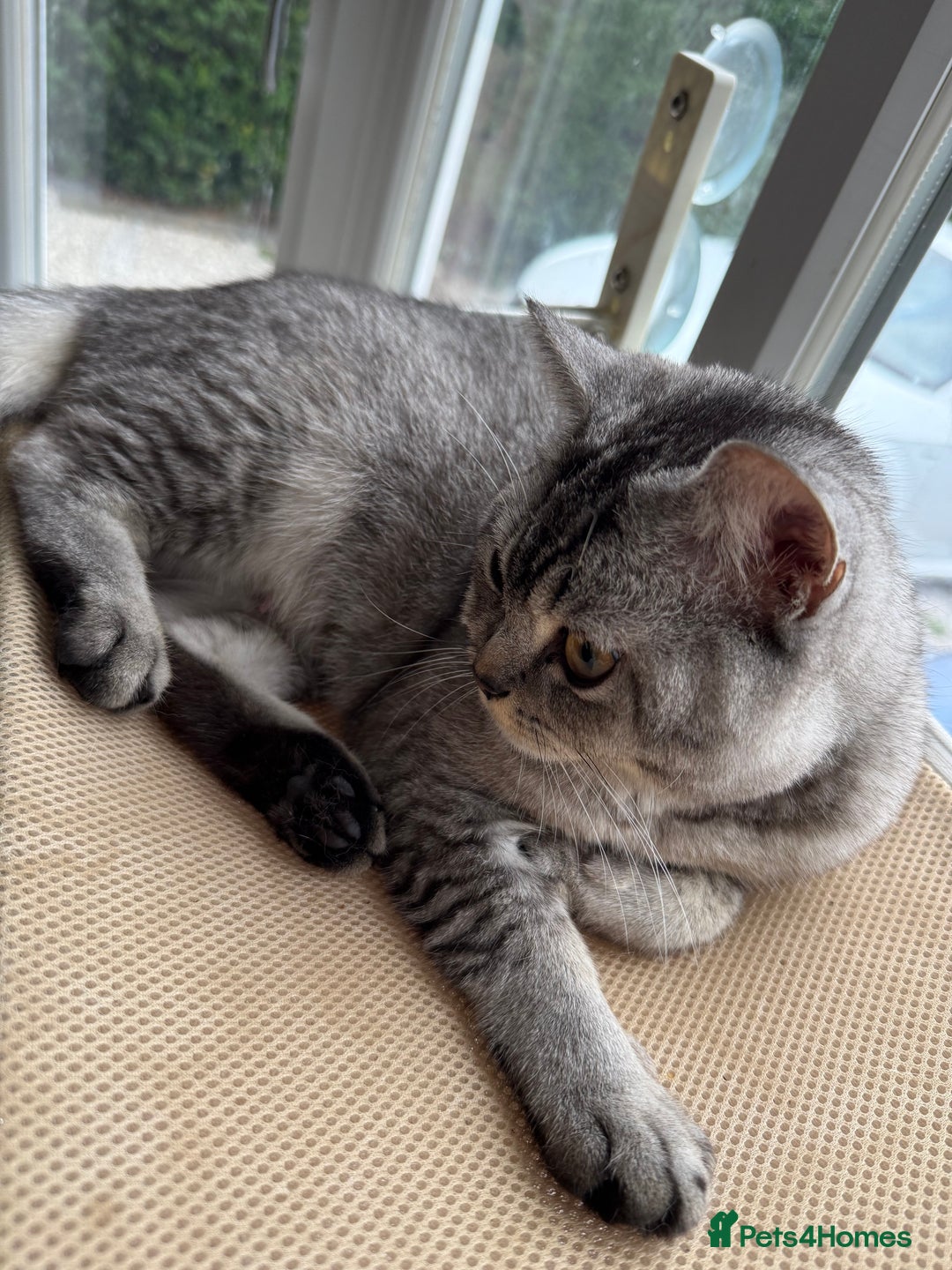 British Shorthair cats for sale: BSH male kitten rare each eye different colour  - Image 1