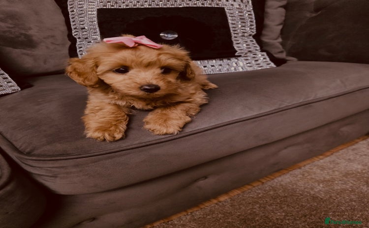 Maltipoo dogs - Advert 10