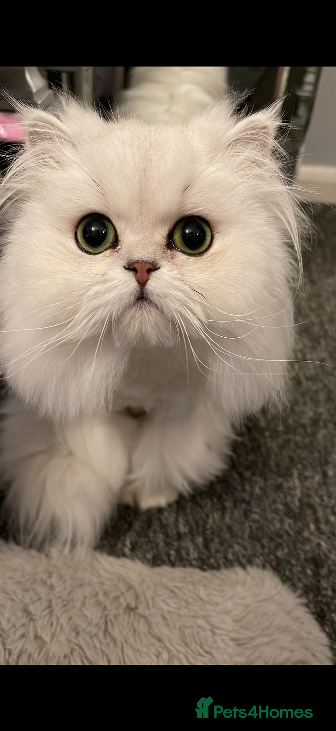 Persian cats for sale: Persian chinchilla female  - Advert 8