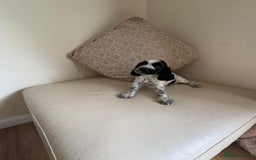 Cocker Spaniel dogs for sale: blue roam cocker spaniels - Image 4