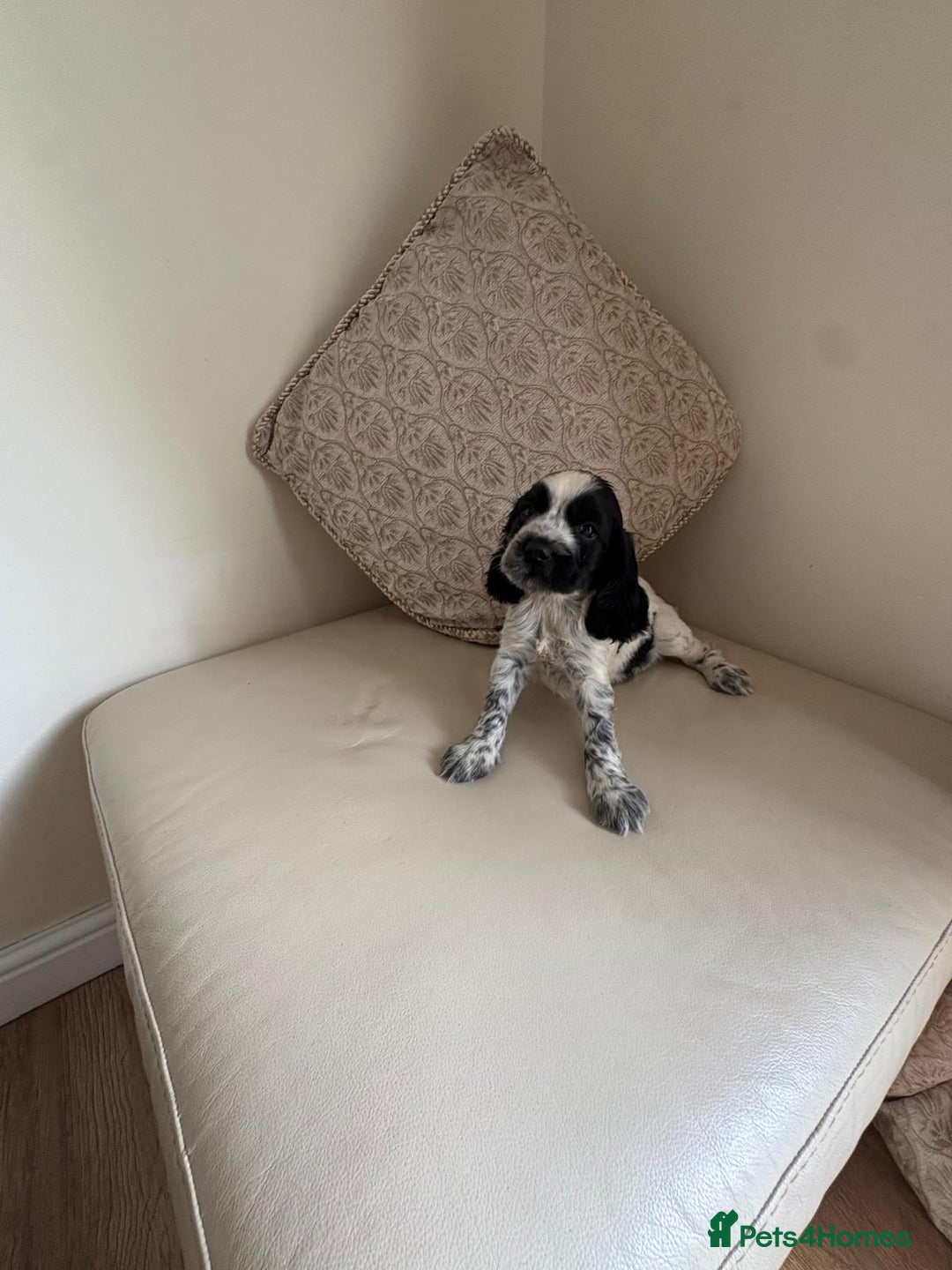Cocker Spaniel dogs for sale: blue roam cocker spaniels - Image 4