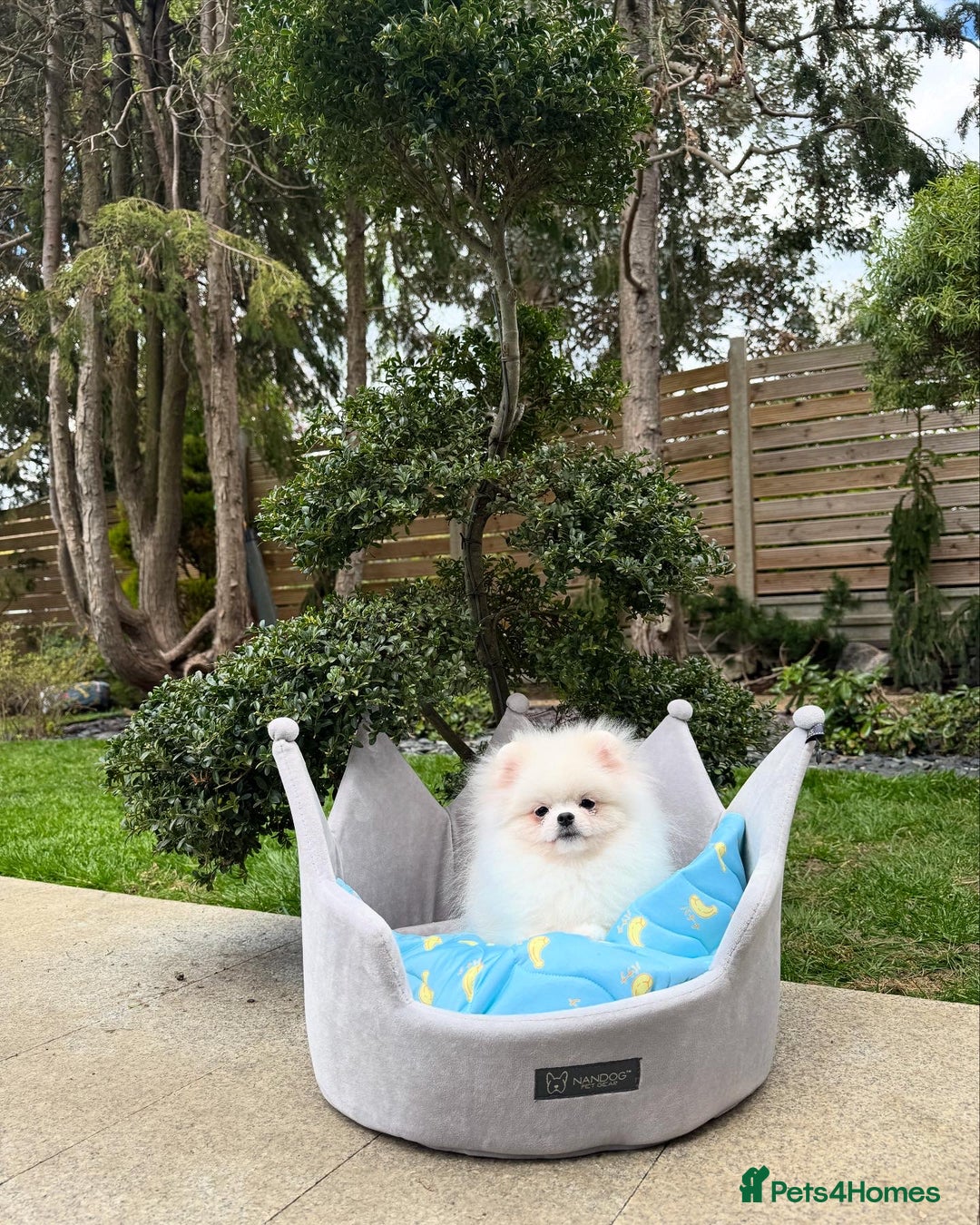 Pomeranian dogs for sale: Pomeranian Last Boy - Image 6