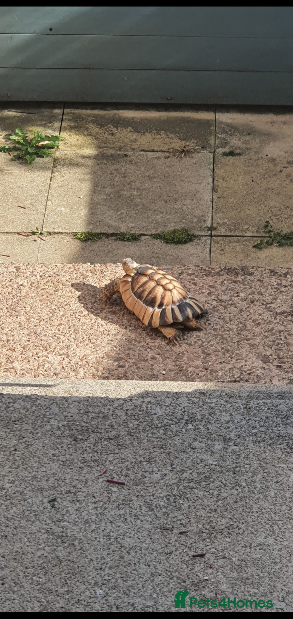 Tortoise reptiles 13 year old marginated tortoise called Alan. - Advert 1