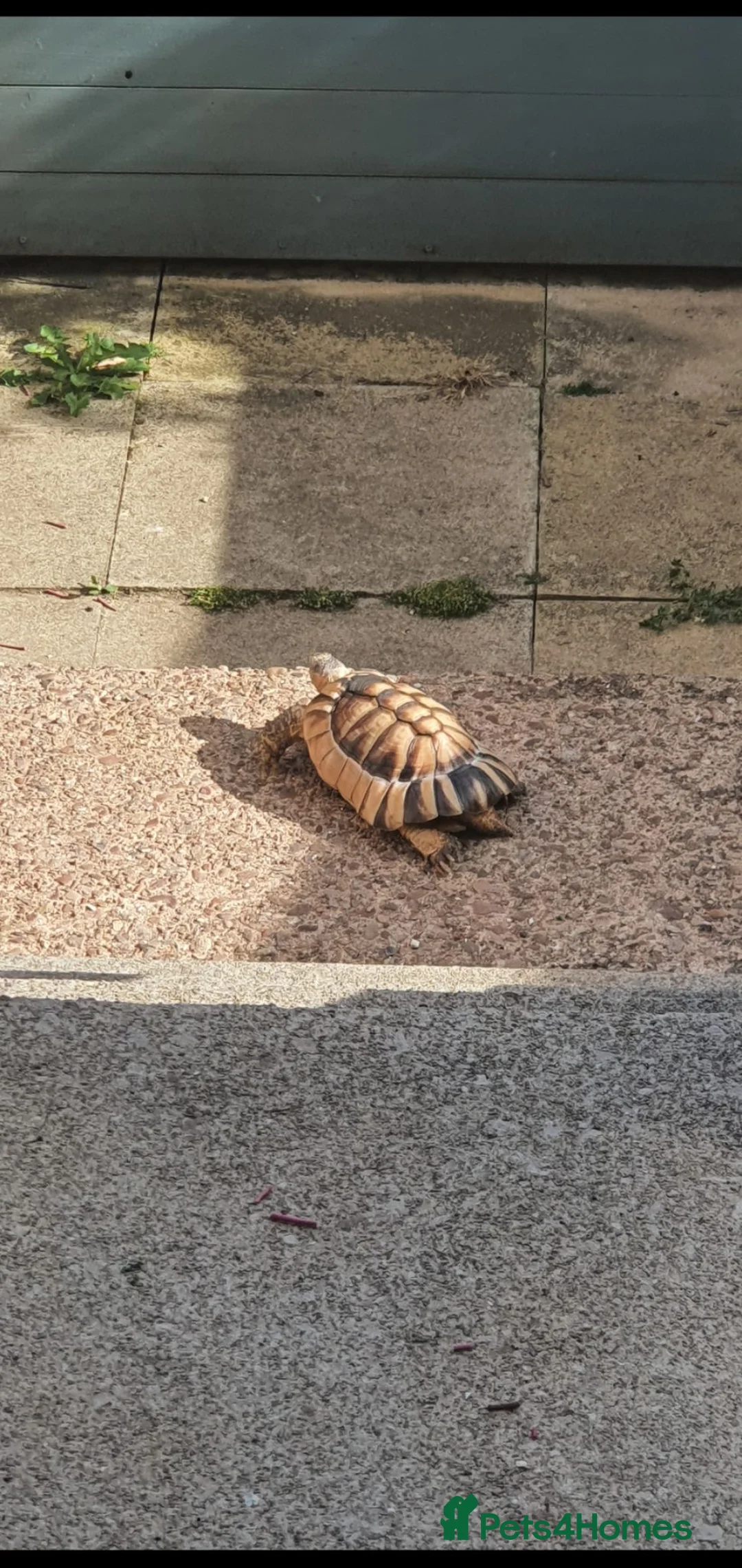 Tortoise reptiles for sale: 13 year old marginated tortoise called Alan. in Exeter - Advert 1