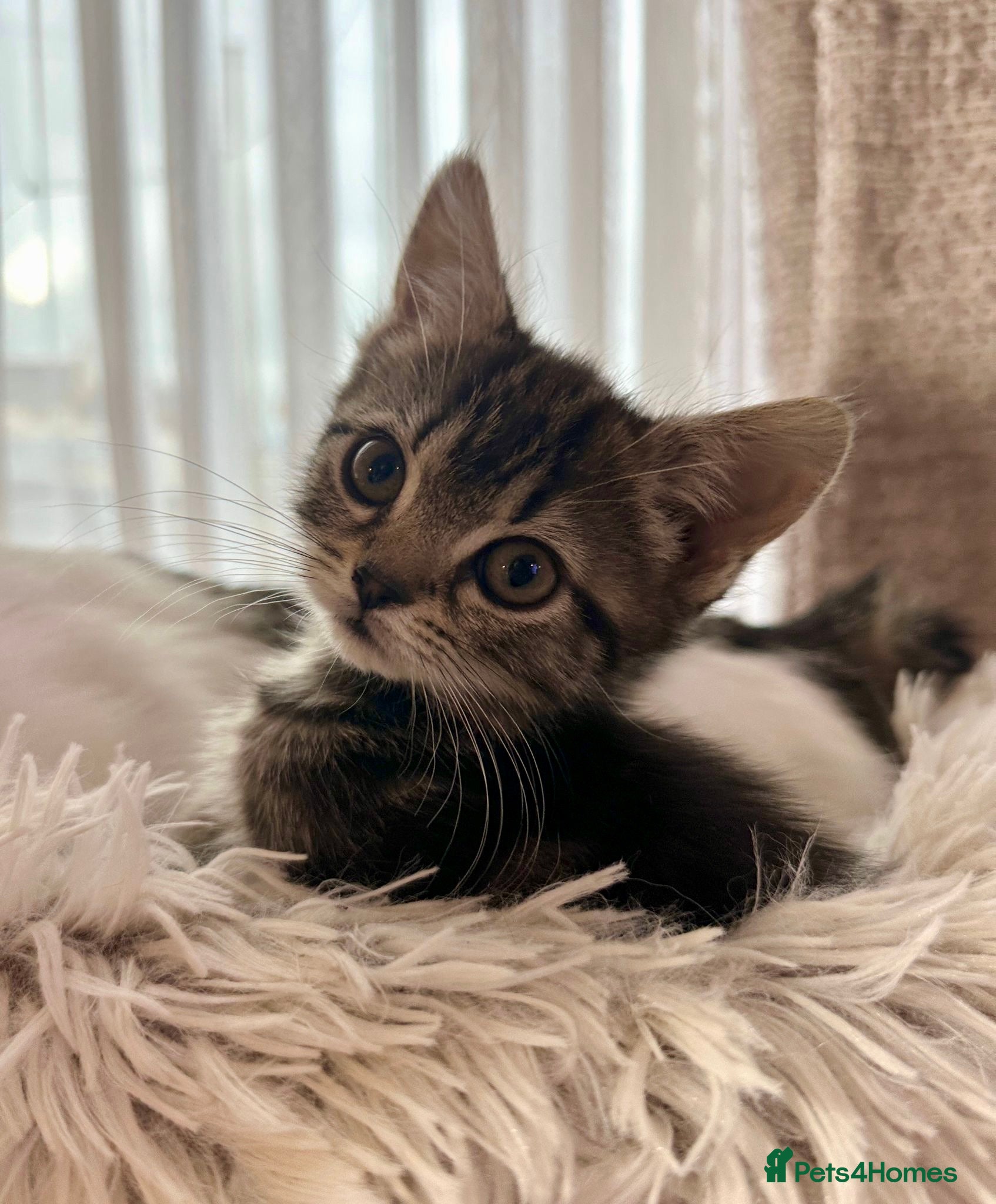 Manx cats ❤️ 4 adorable & mischievous Manx kittens  ❤️ - Advert 1