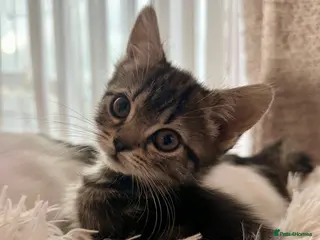 Manx cats ❤️ 4 adorable & mischievous Manx kittens ❤️ - Advert 4