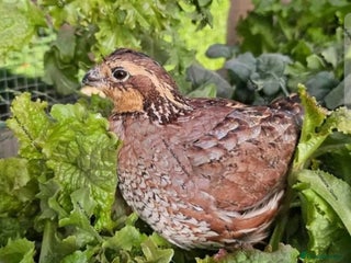 Quail poultry in Halifax - Advert 29