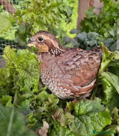 Quail poultry in Halifax - Advert 7