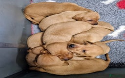 Hungarian Vizsla dogs for sale: Hungarian Vizsla x Fox Red Labrador Puppies - Image 16