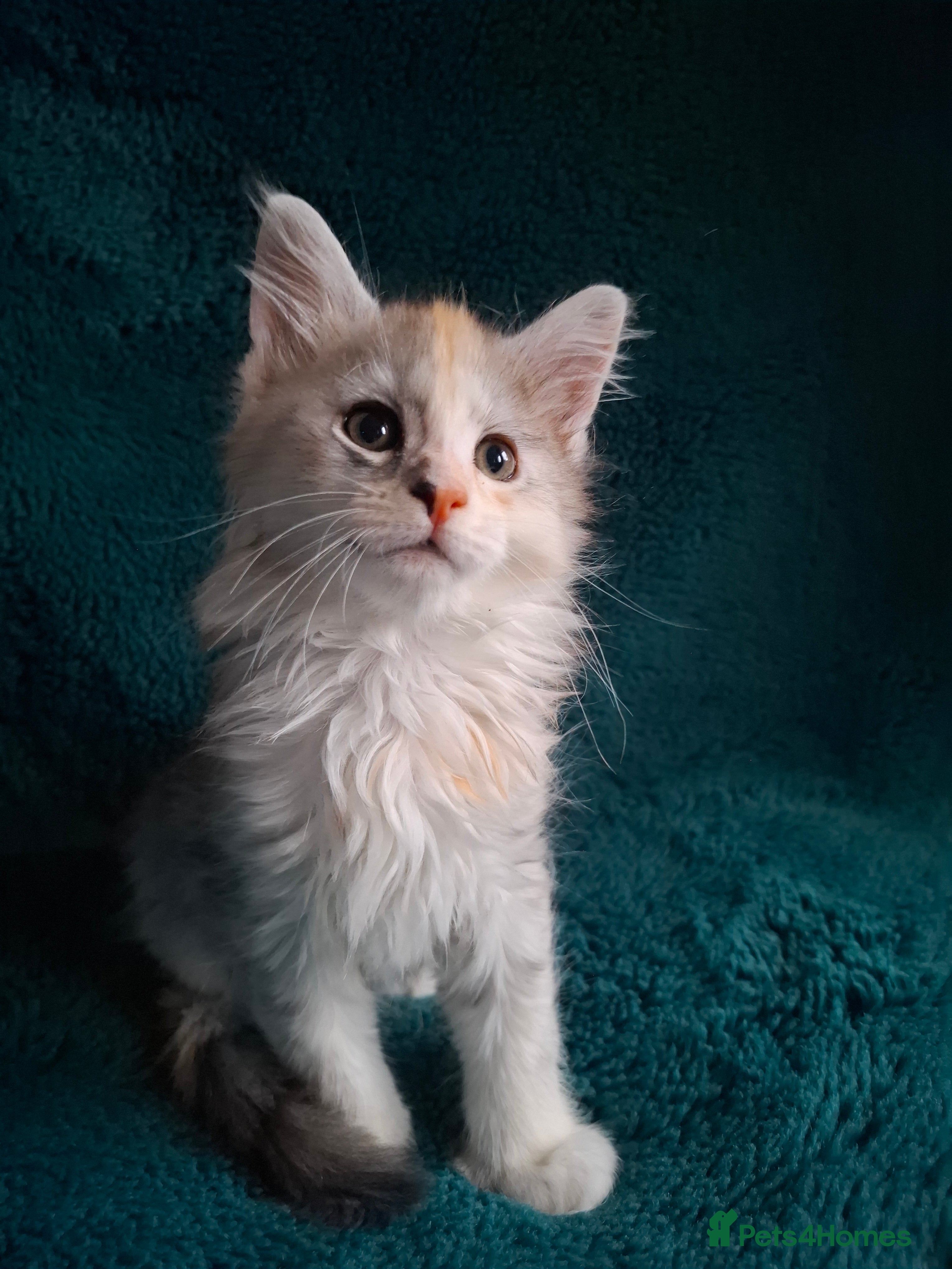 Maine Coon cats Tica Registered Maine Coon Kittens - Advert 18