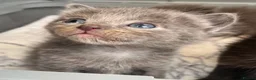 Ragdoll cats for sale: 1 Already reserved Fluffy Ragdoll Cross Kittens  - Advert 21